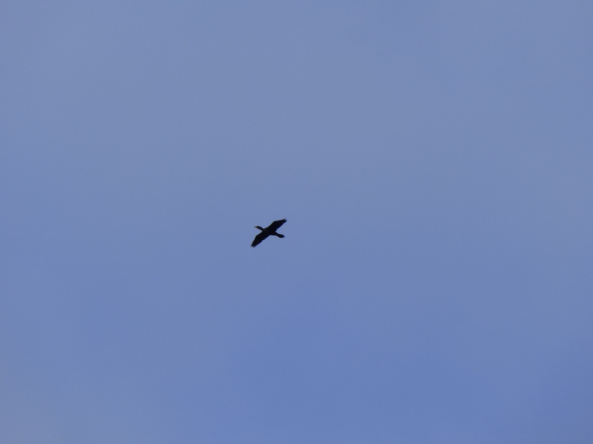 Double-crested Cormorant - ML612961260