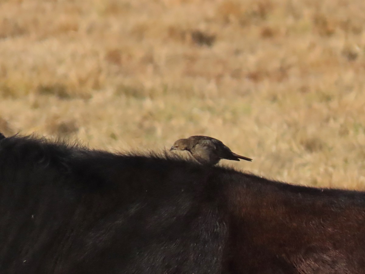 Brown-headed Cowbird - ML612961261