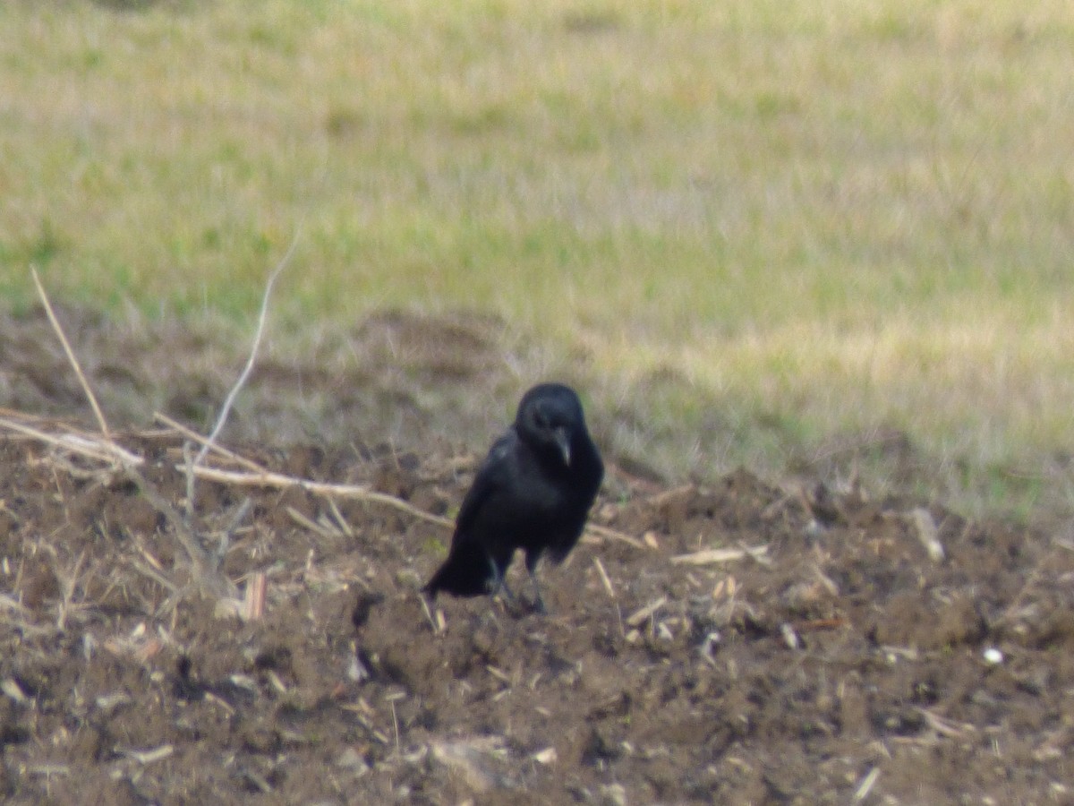 American Crow - ML612961349