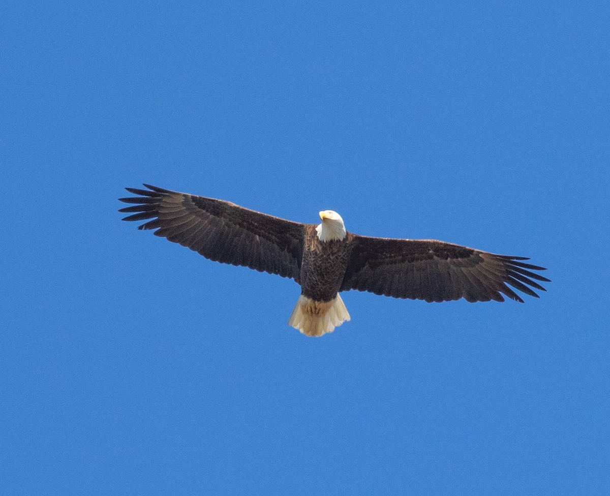 Bald Eagle - ML612961369
