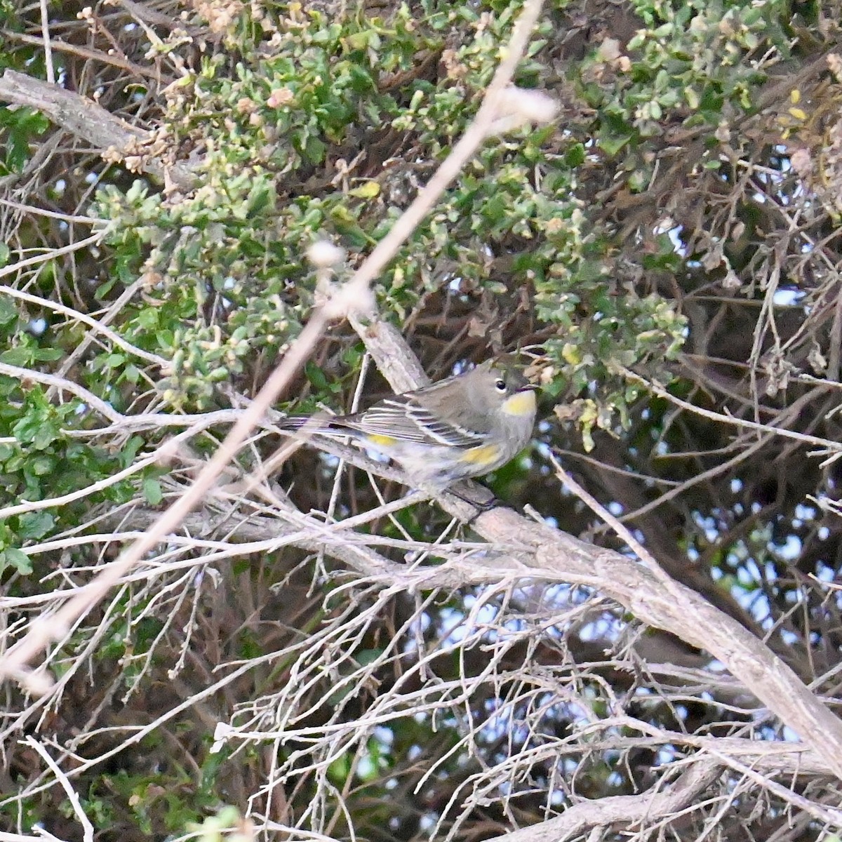 Yellow-rumped Warbler (Audubon's) - ML612961382