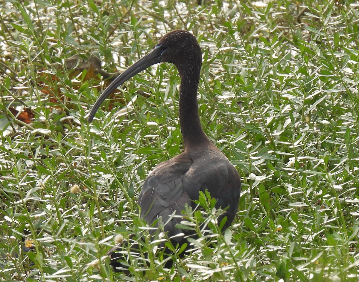 Glossy Ibis - ML612961389