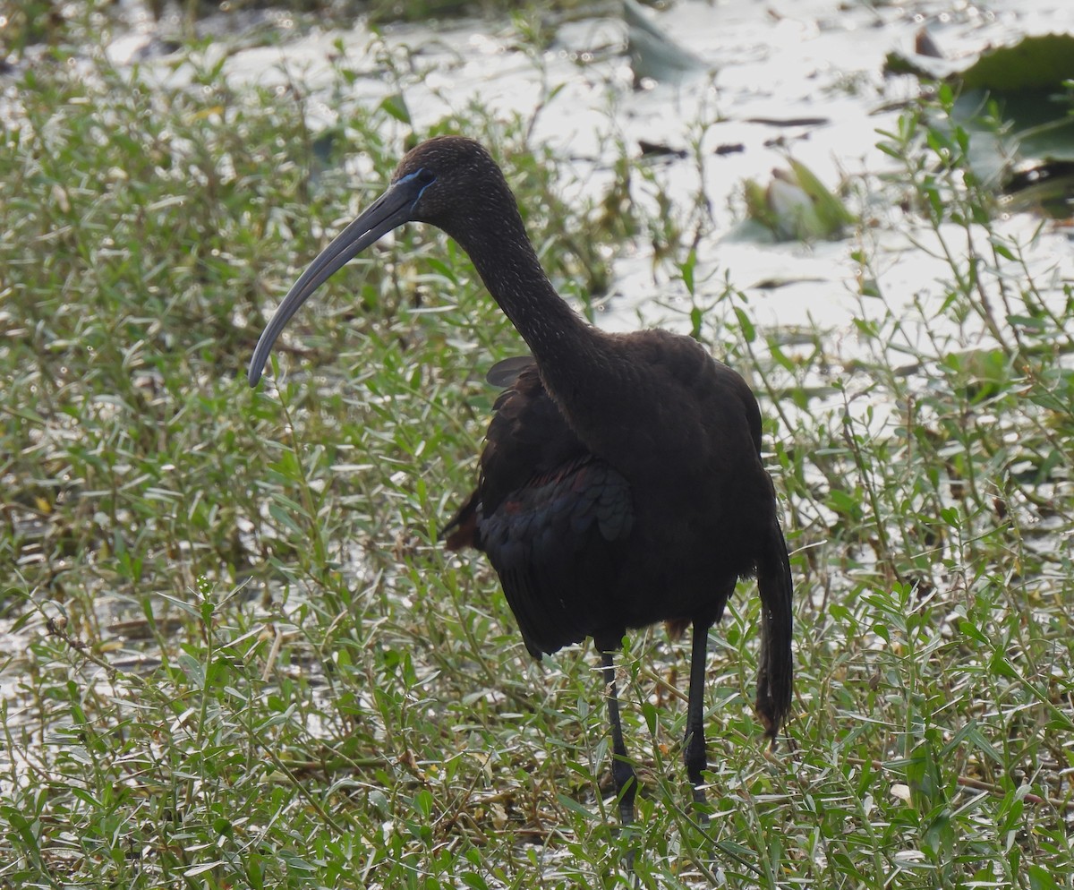 Glossy Ibis - ML612961398