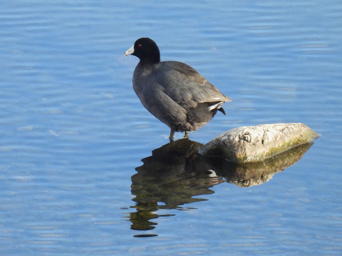 American Coot - ML612961408