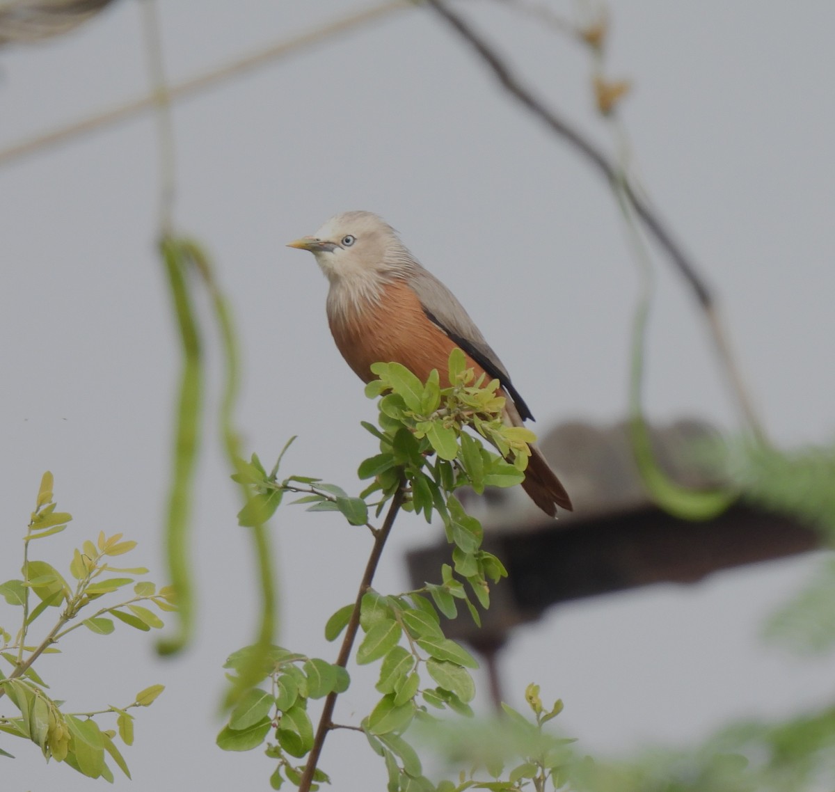 Chestnut-tailed Starling - ML612961416