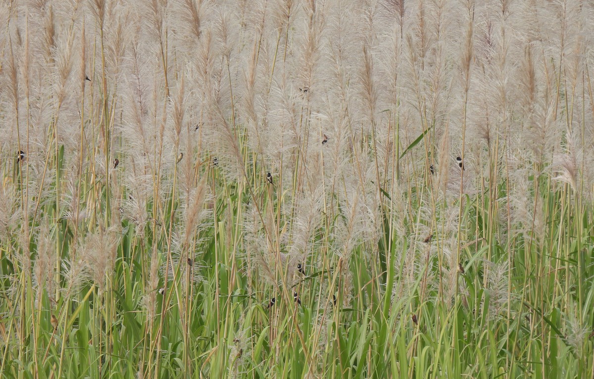 Tricolored Munia - ML612961478