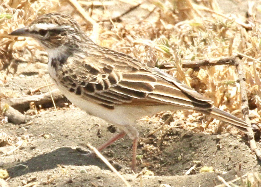 Short-tailed Lark - Connie Lintz