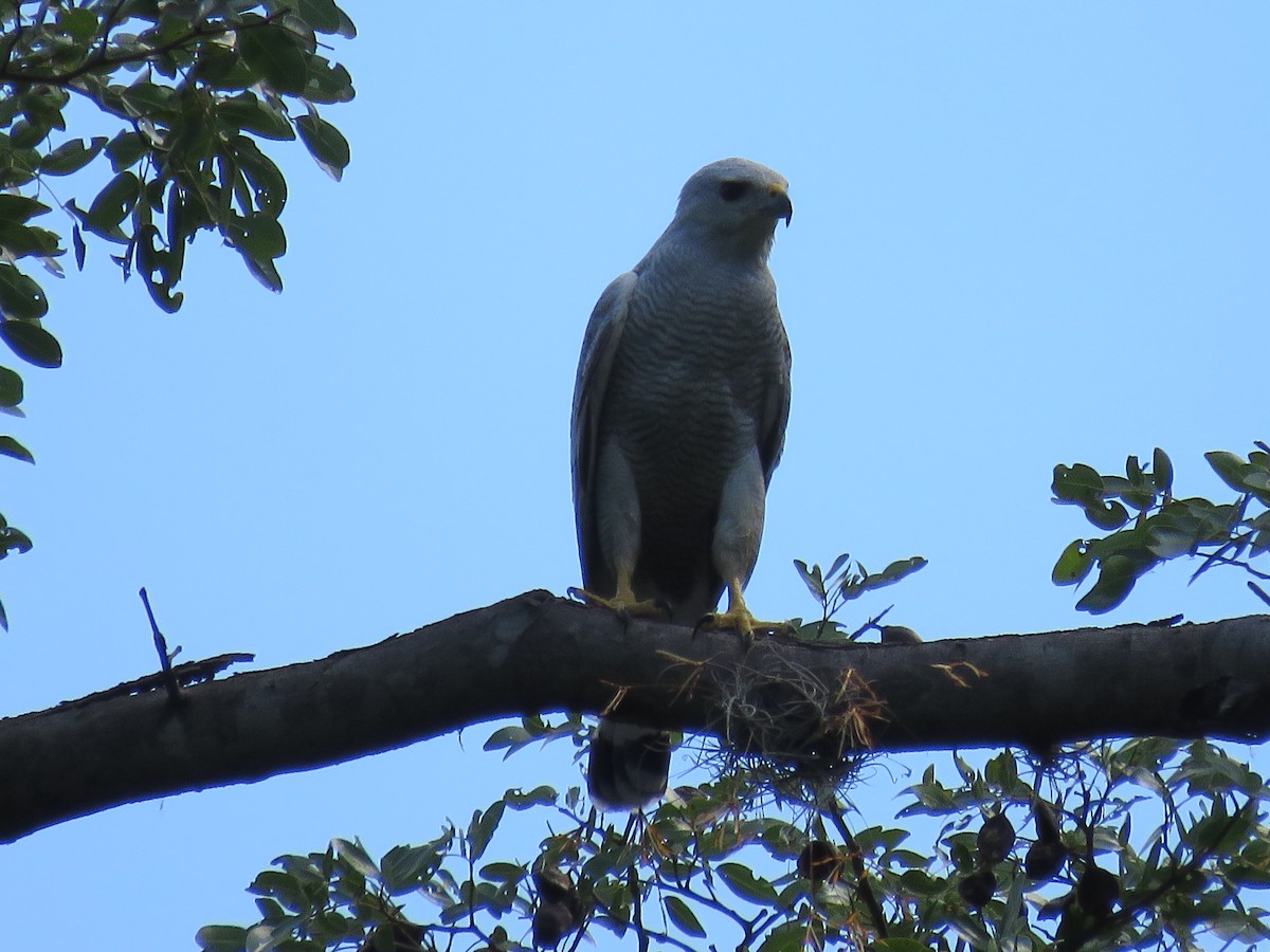 Gray-lined Hawk - ML612961569