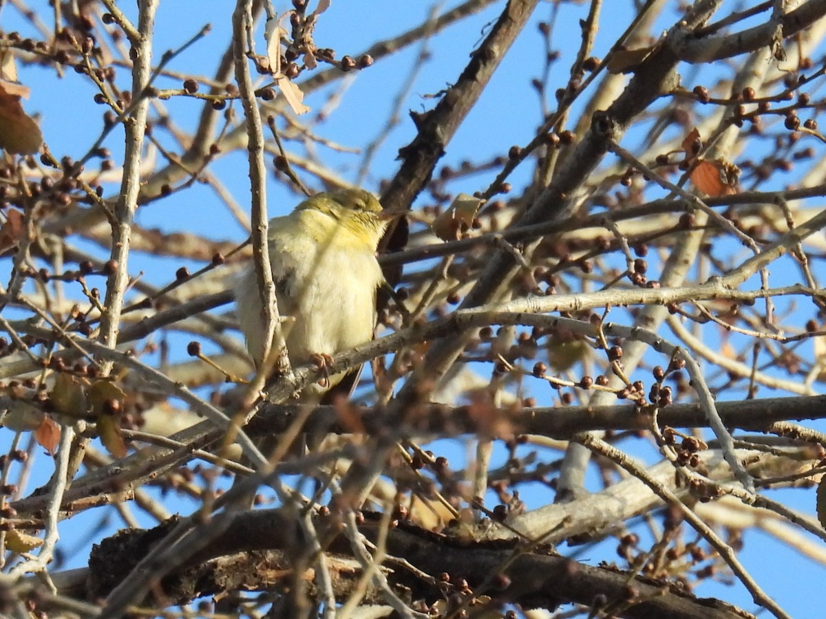 Tennessee Warbler - ML612961571
