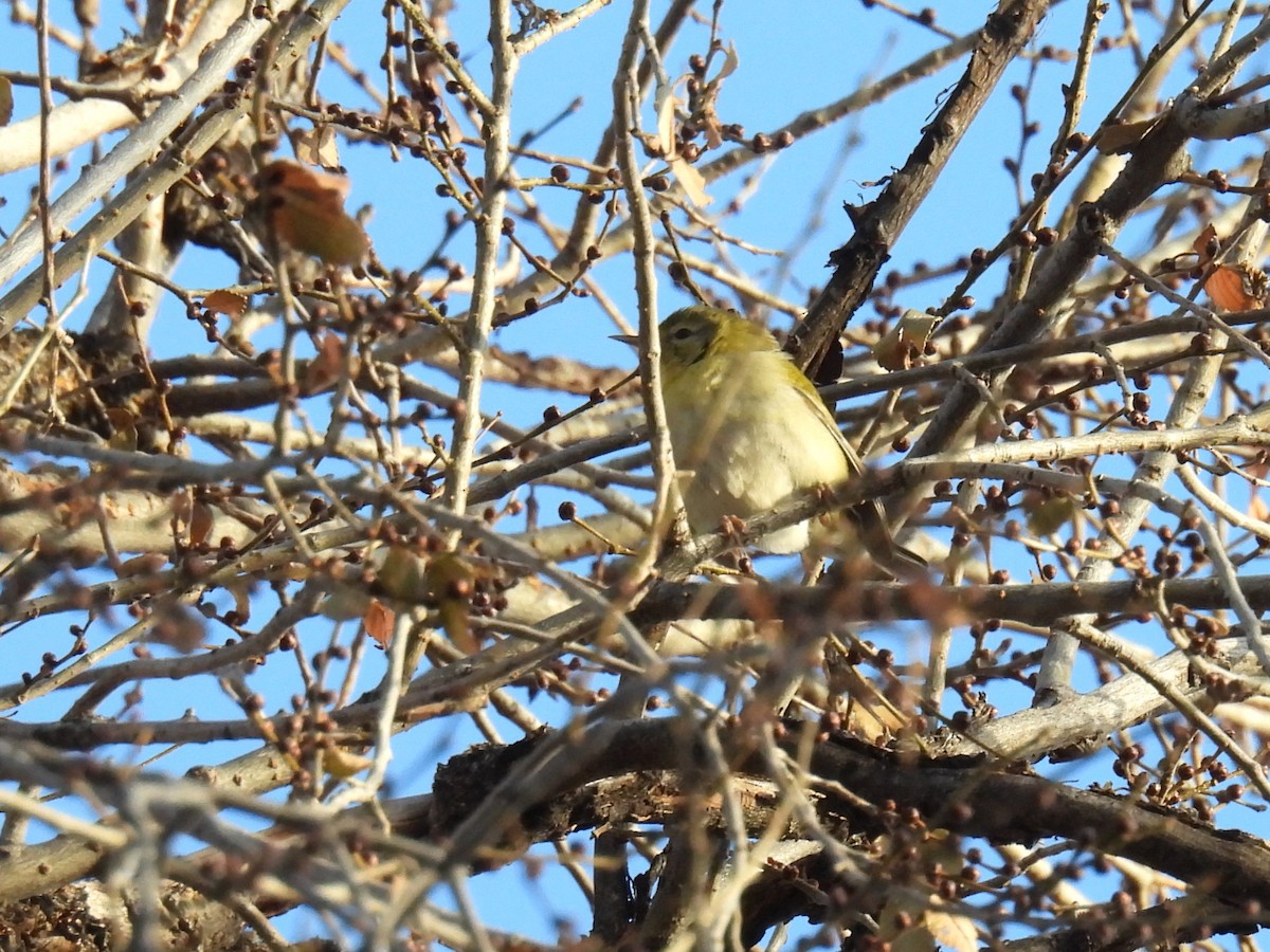 Tennessee Warbler - ML612961572