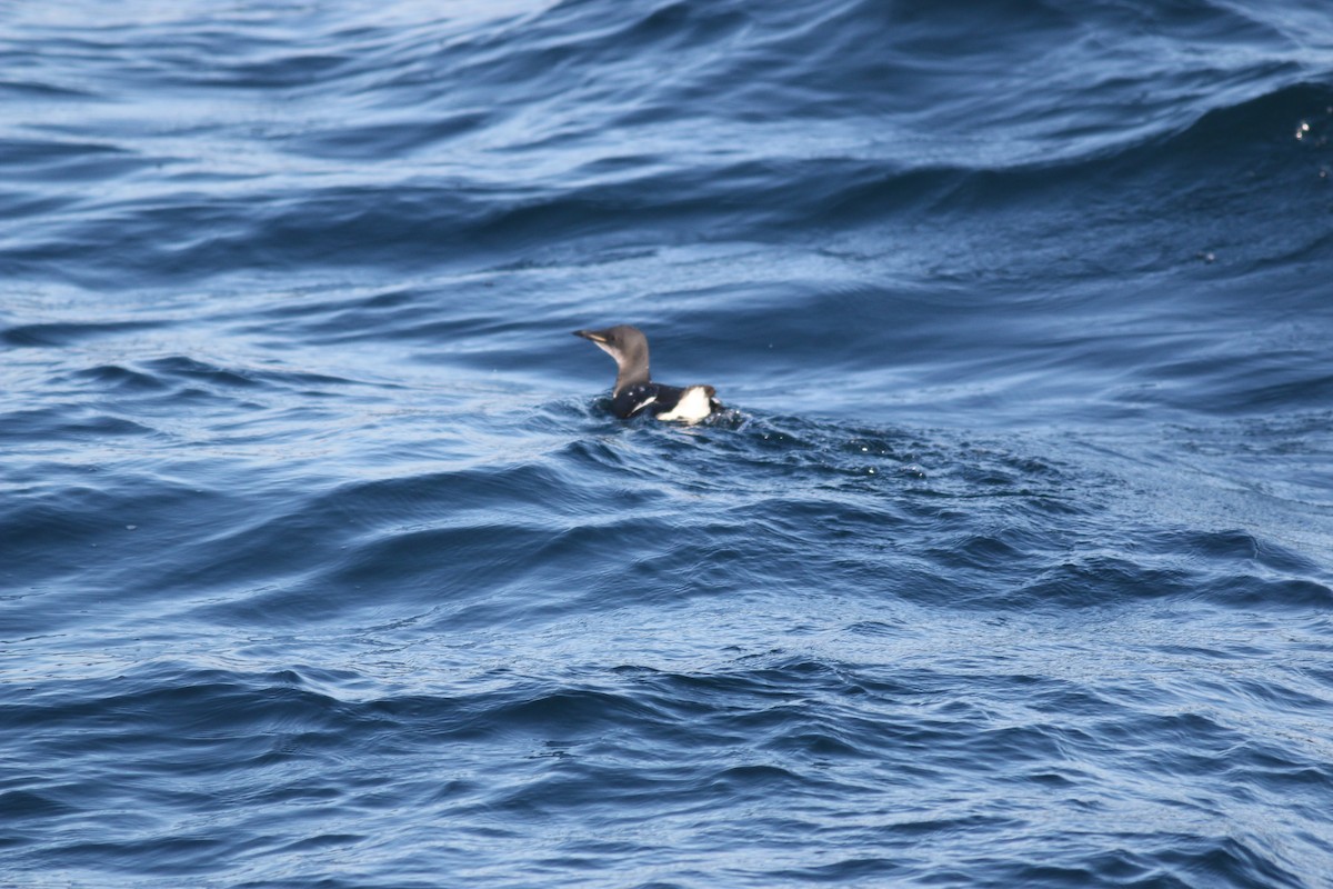 Thick-billed Murre - ML612961588