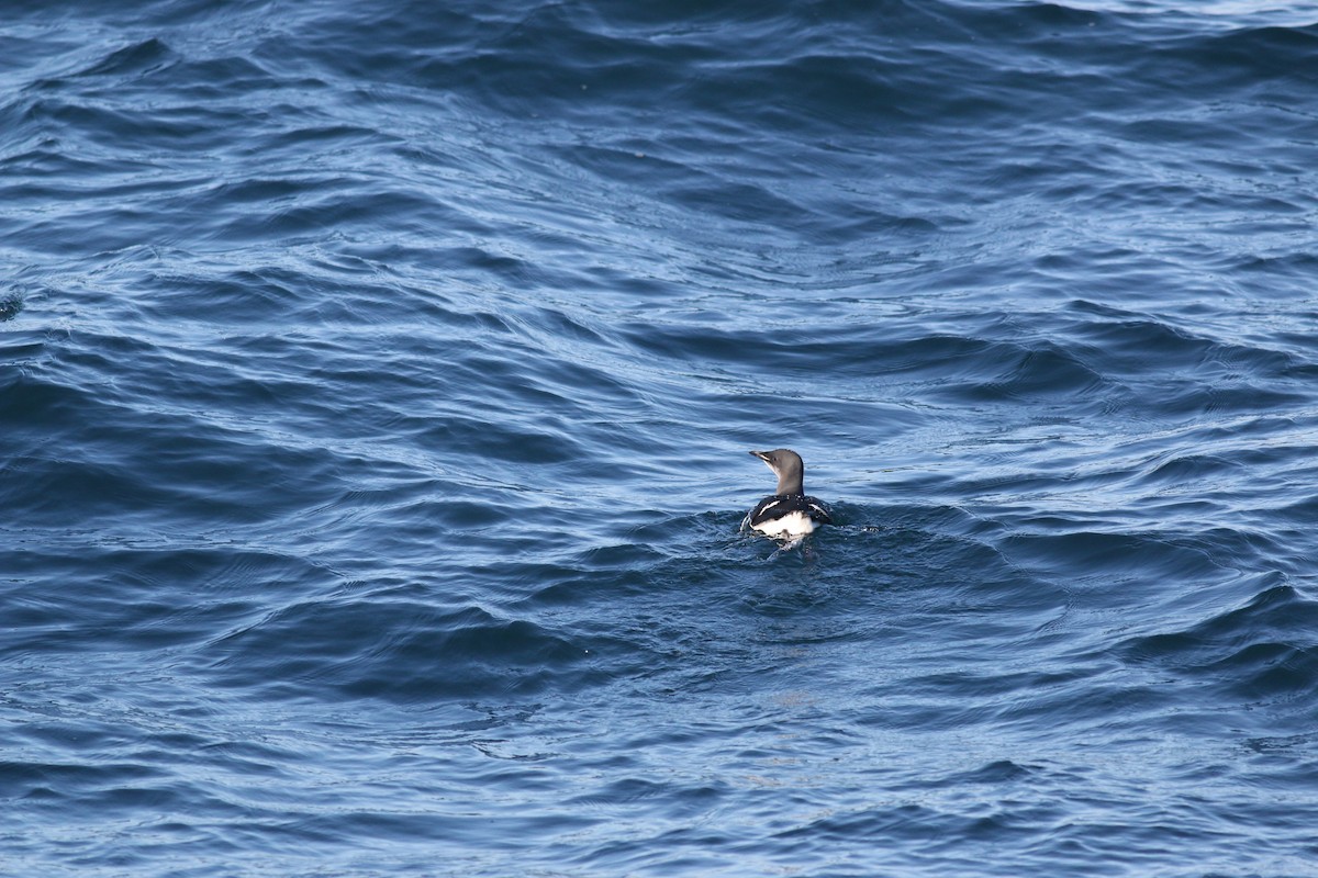 Thick-billed Murre - ML612961597