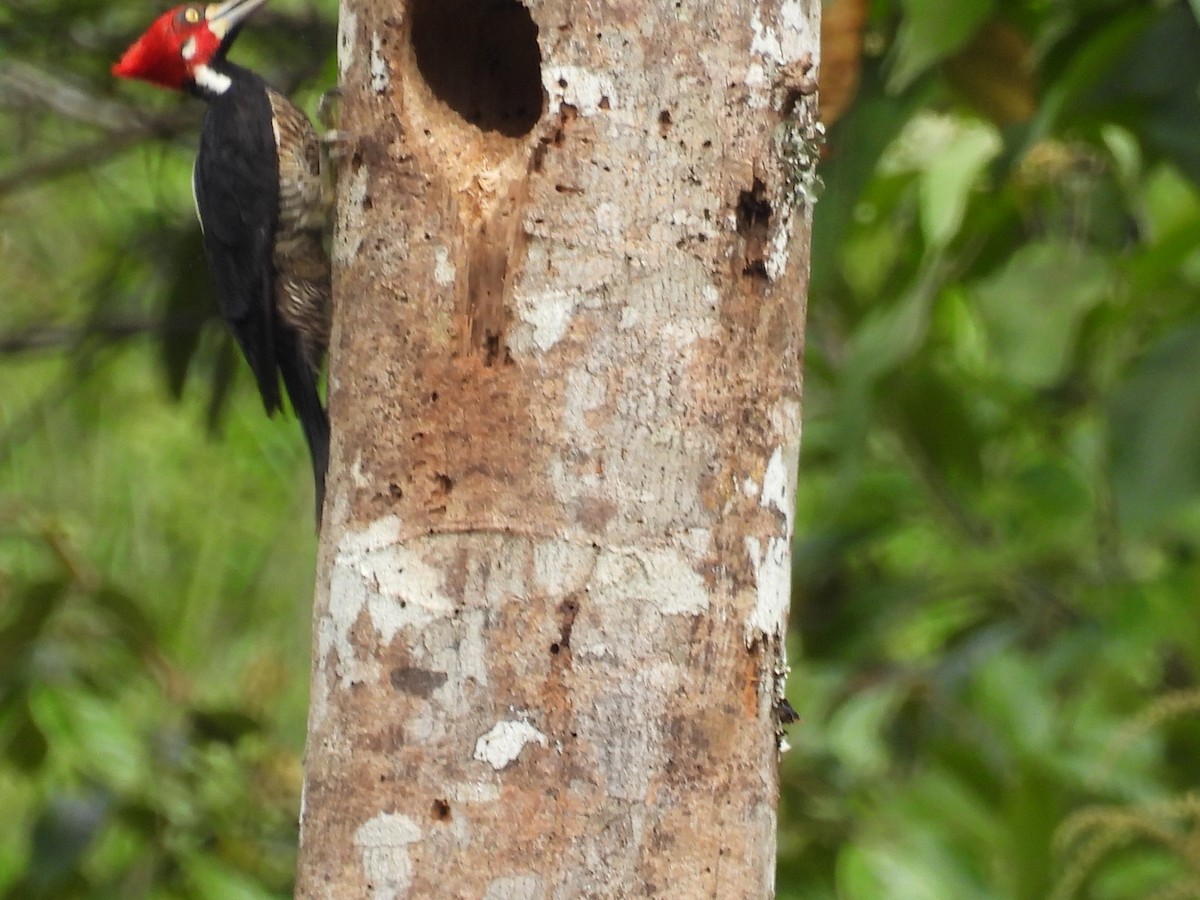 Crimson-crested Woodpecker - ML612961653