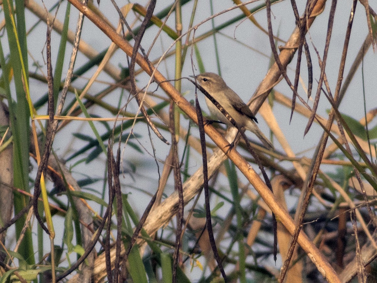 Mosquitero Común - ML612961672