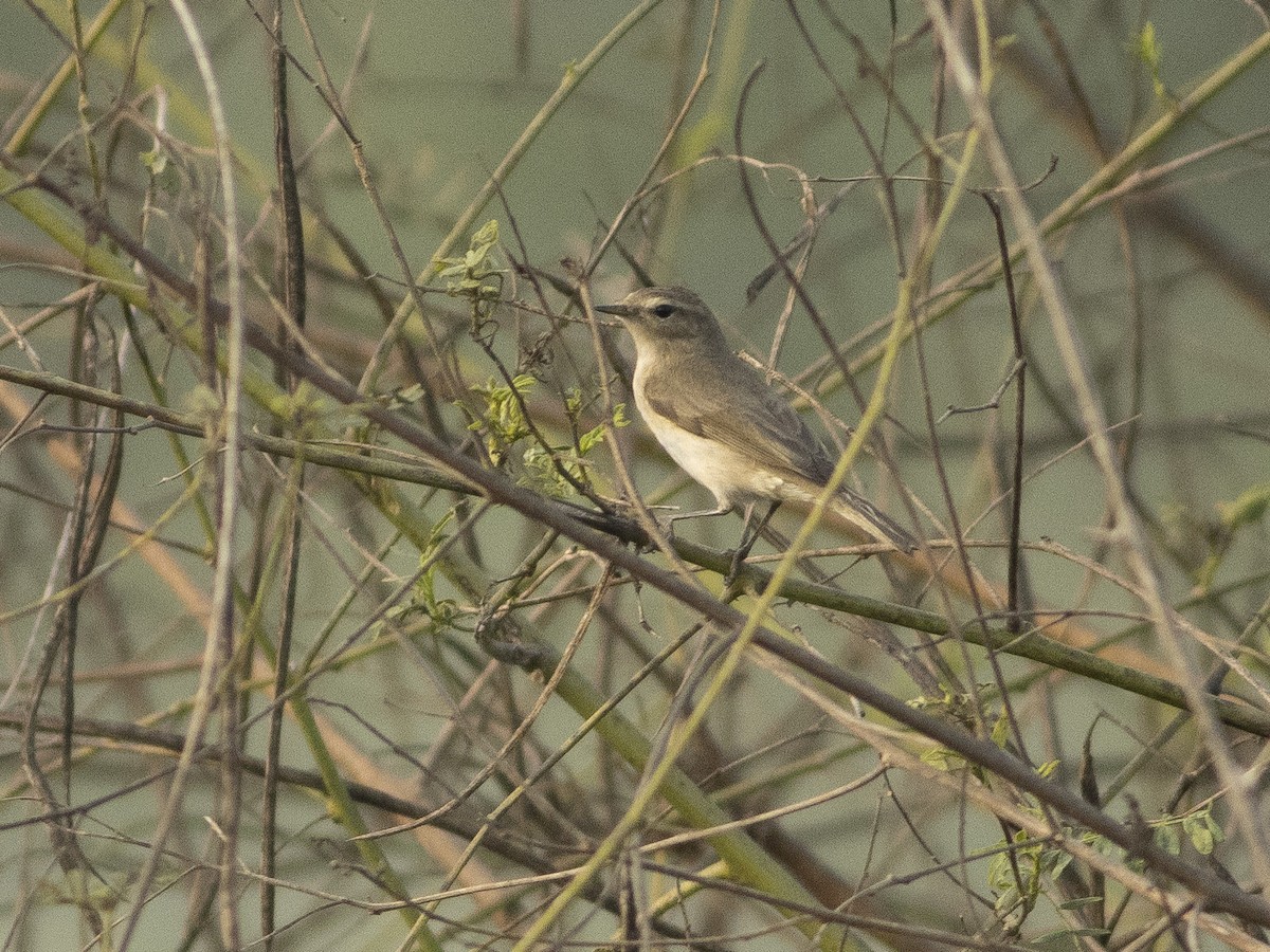 Common Chiffchaff - ML612961673