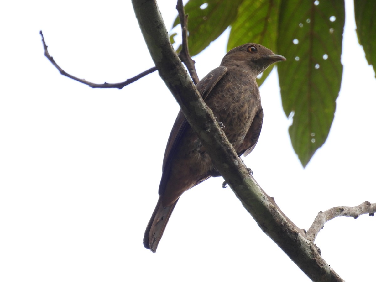 Plum-throated Cotinga - ML612961675