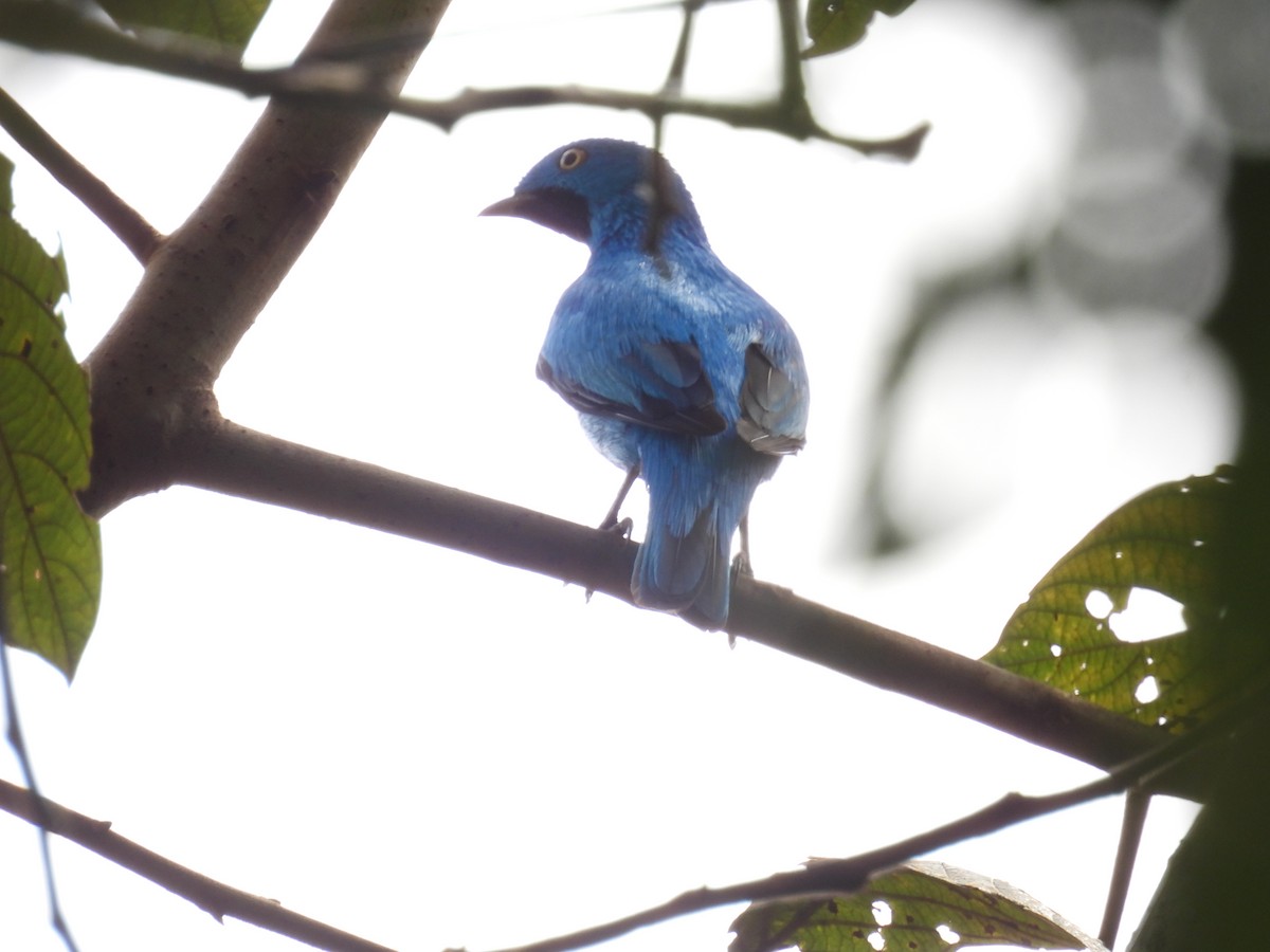 Plum-throated Cotinga - ML612961676