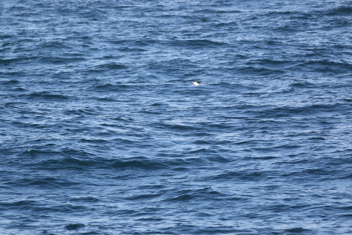 Thick-billed Murre - ML612961695