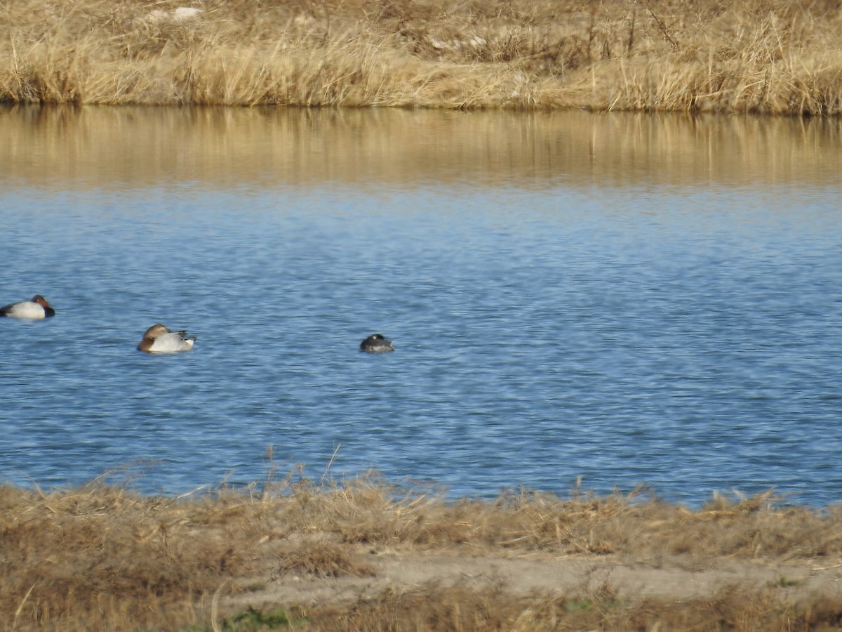 Eared Grebe - ML612961786