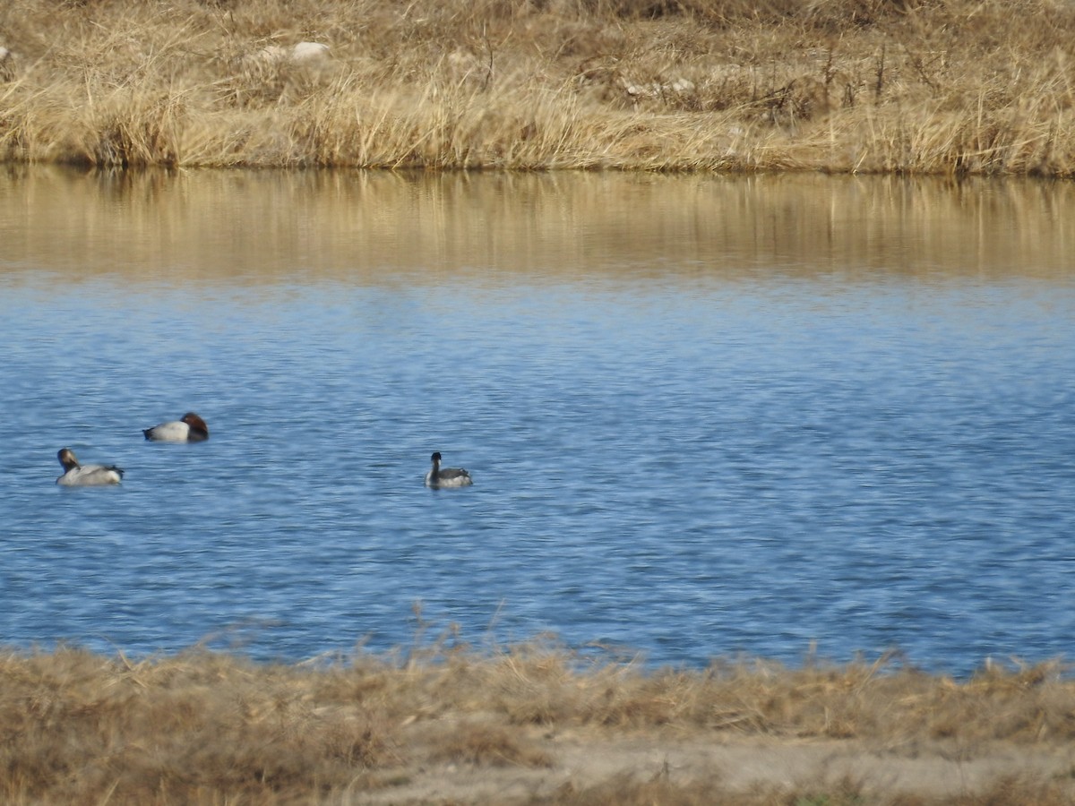 Eared Grebe - ML612961787