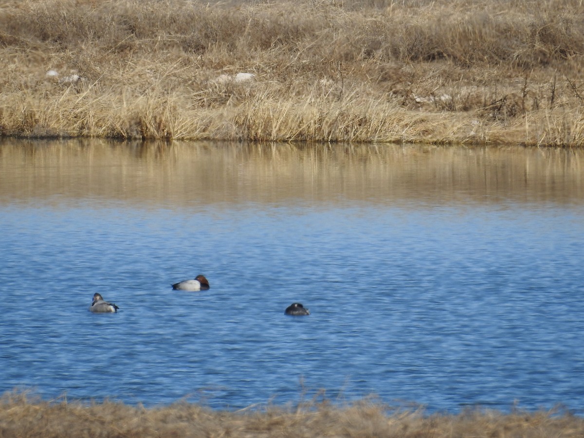 Eared Grebe - ML612961788