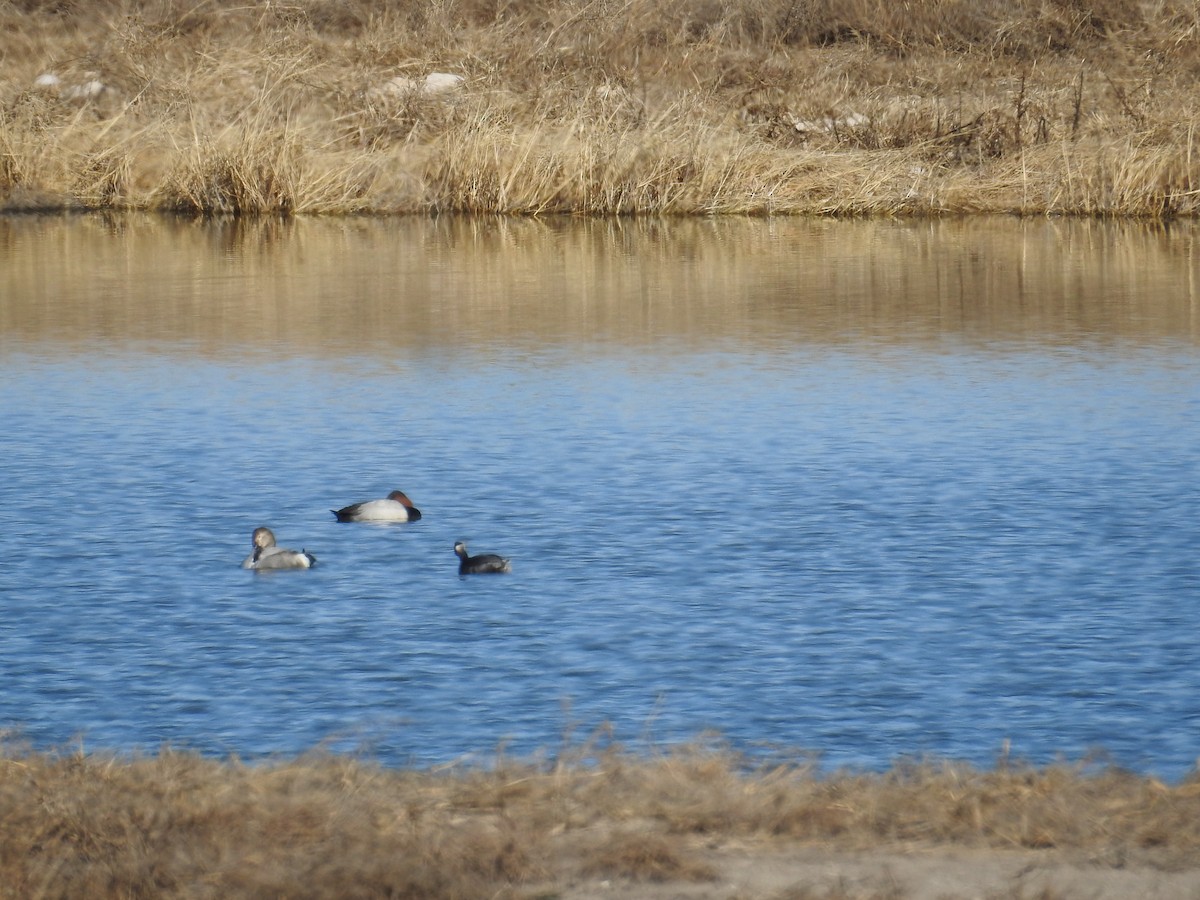 Eared Grebe - ML612961789