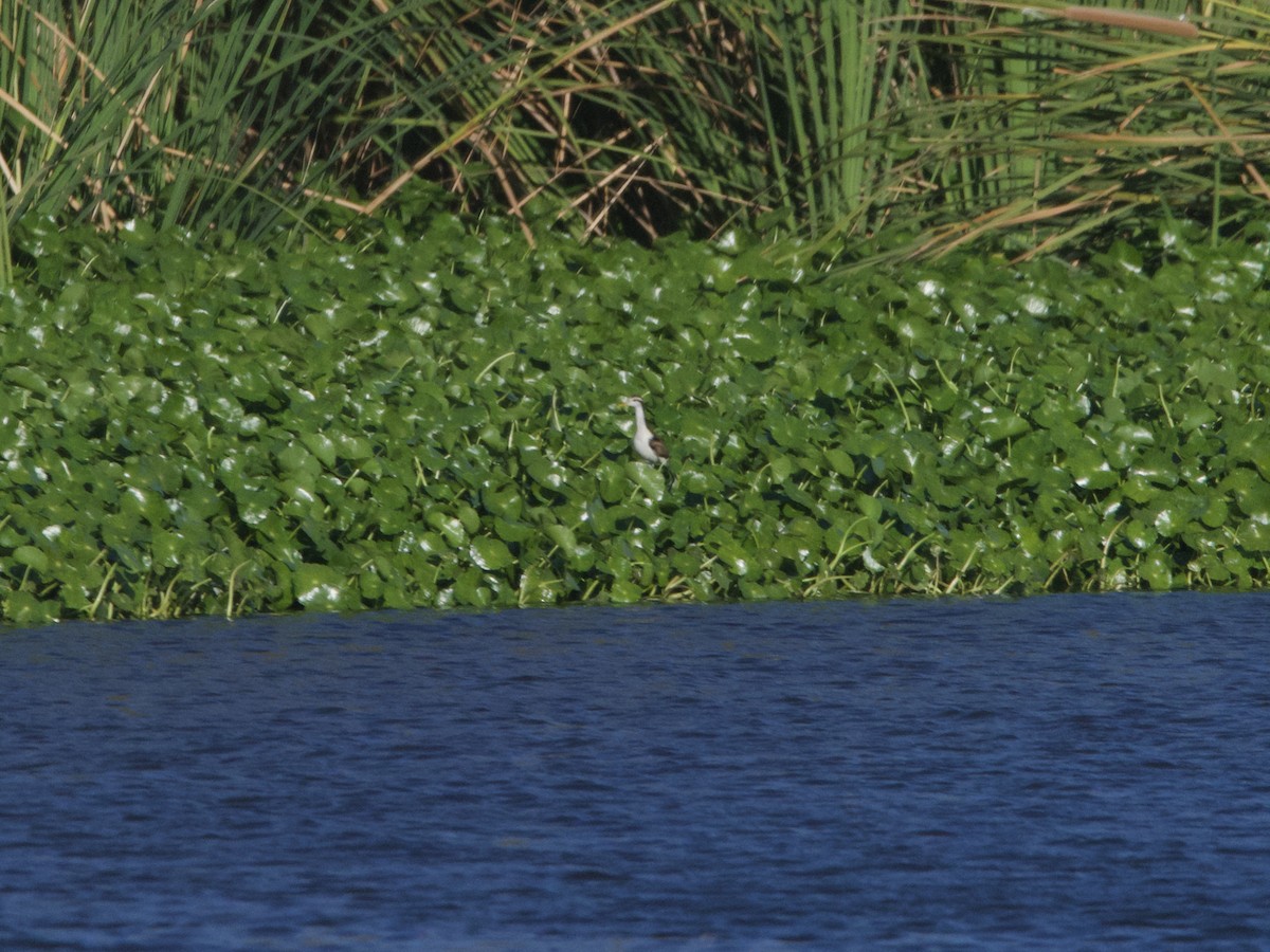 Northern Jacana - Sochetra Ly