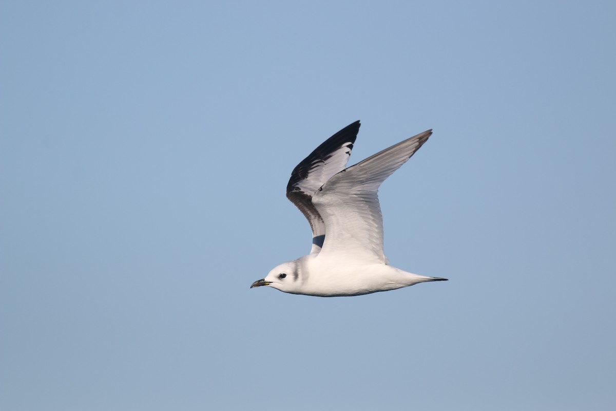 Black-legged Kittiwake - ML612961851