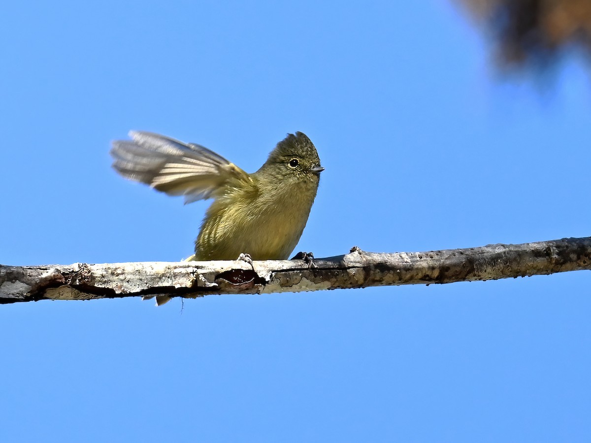 Yellow-browed Tit - ML612961887