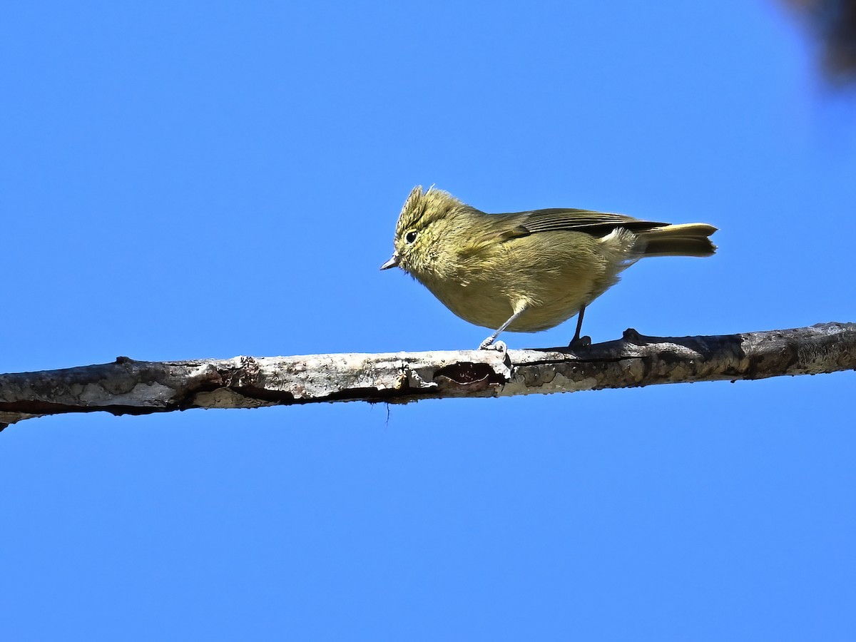 Yellow-browed Tit - ML612961888