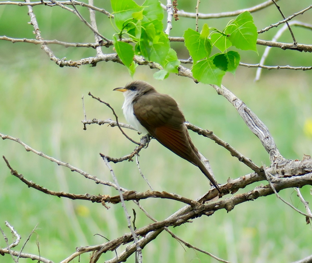 Yellow-billed Cuckoo - Thomas Heinrich