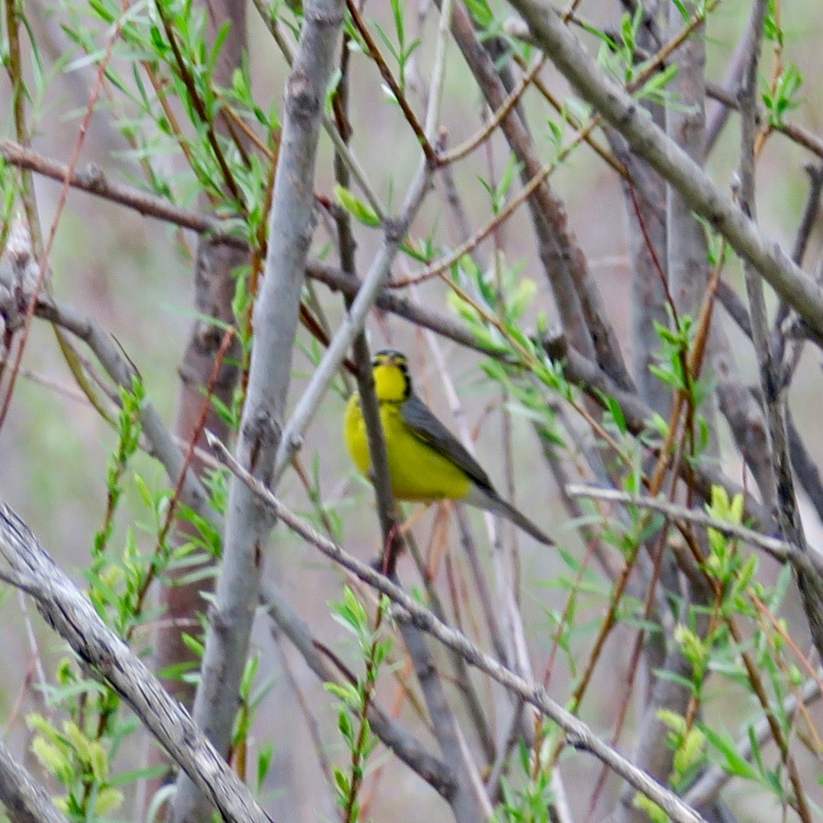 Canada Warbler - ML612961920