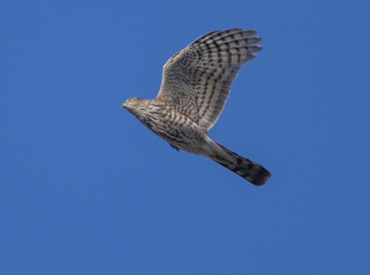 Sharp-shinned Hawk - ML612961930