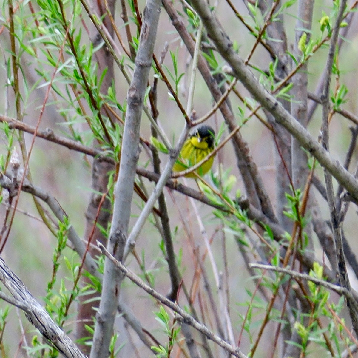 Canada Warbler - Thomas Heinrich