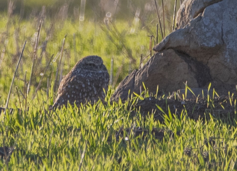 Burrowing Owl - ML612961935