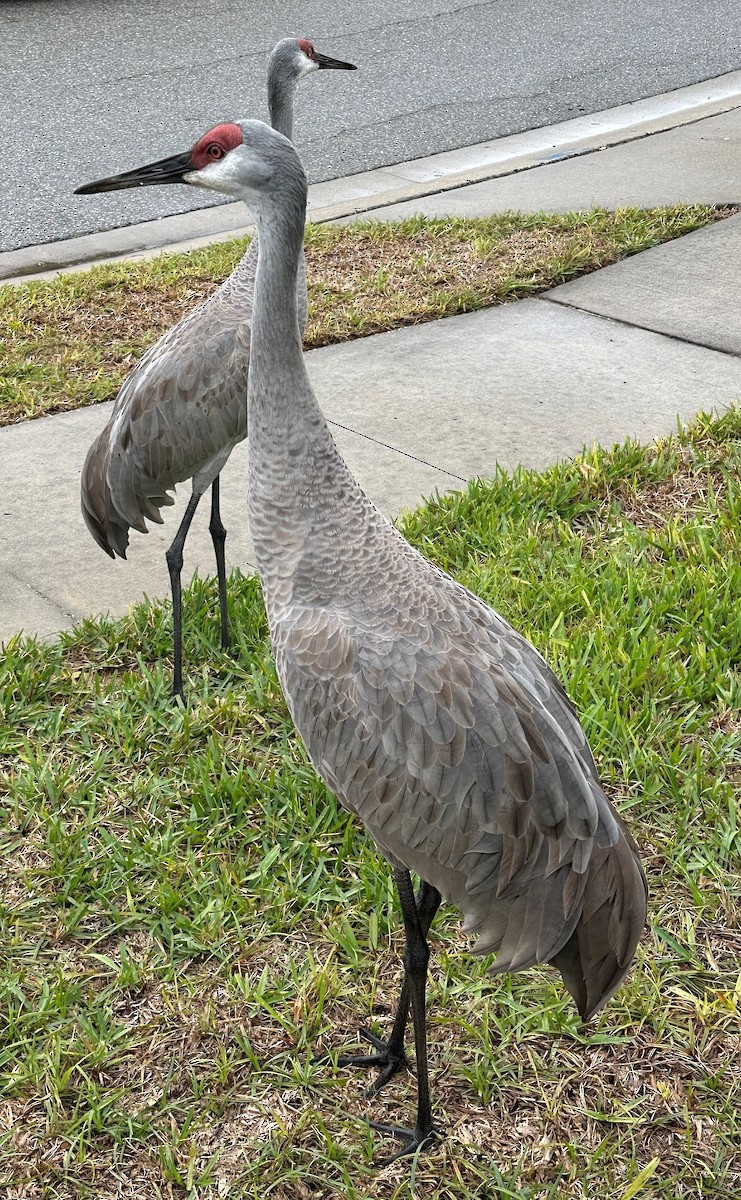 Grulla Canadiense - ML612961950