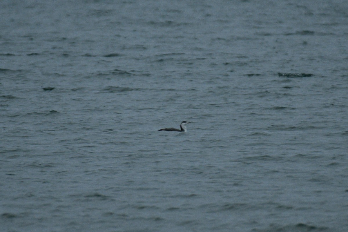 Red-throated Loon - ML612962054