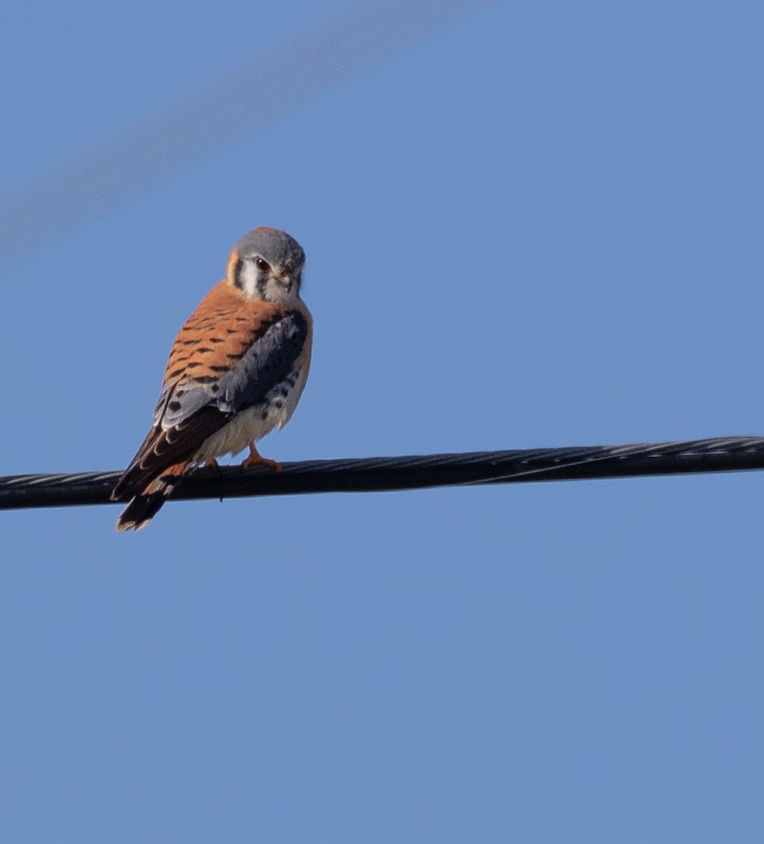 American Kestrel - ML612962060