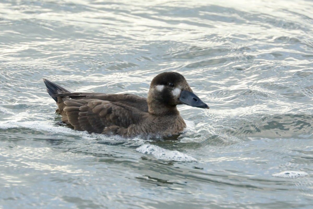 White-winged Scoter - ML612962095