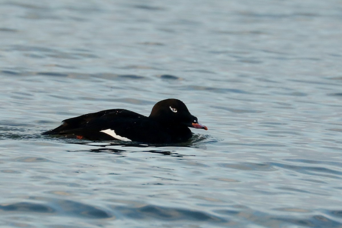 White-winged Scoter - ML612962096