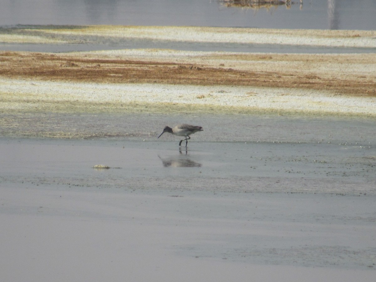 Willet - Héctor Alfonso Carlon Carrizosa