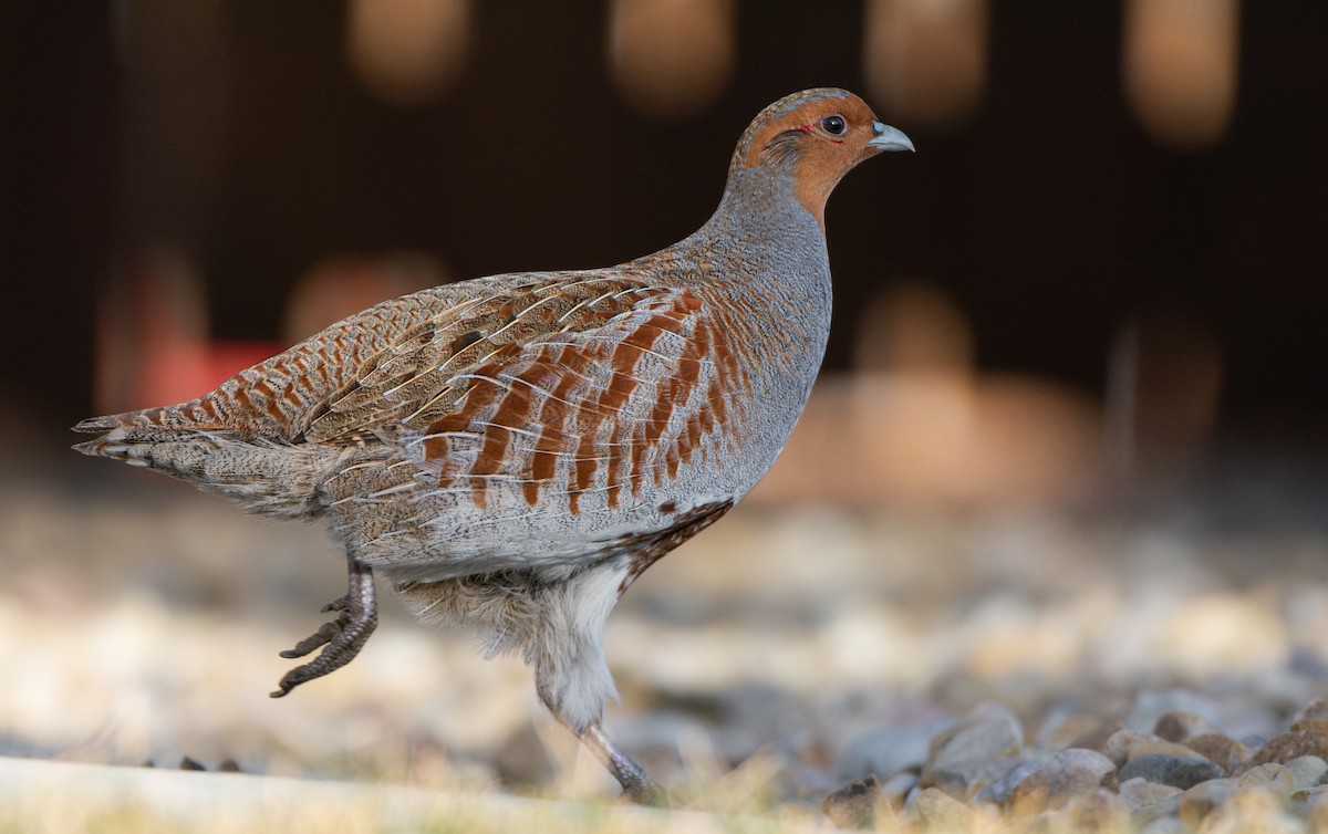 Gray Partridge - ML612962137