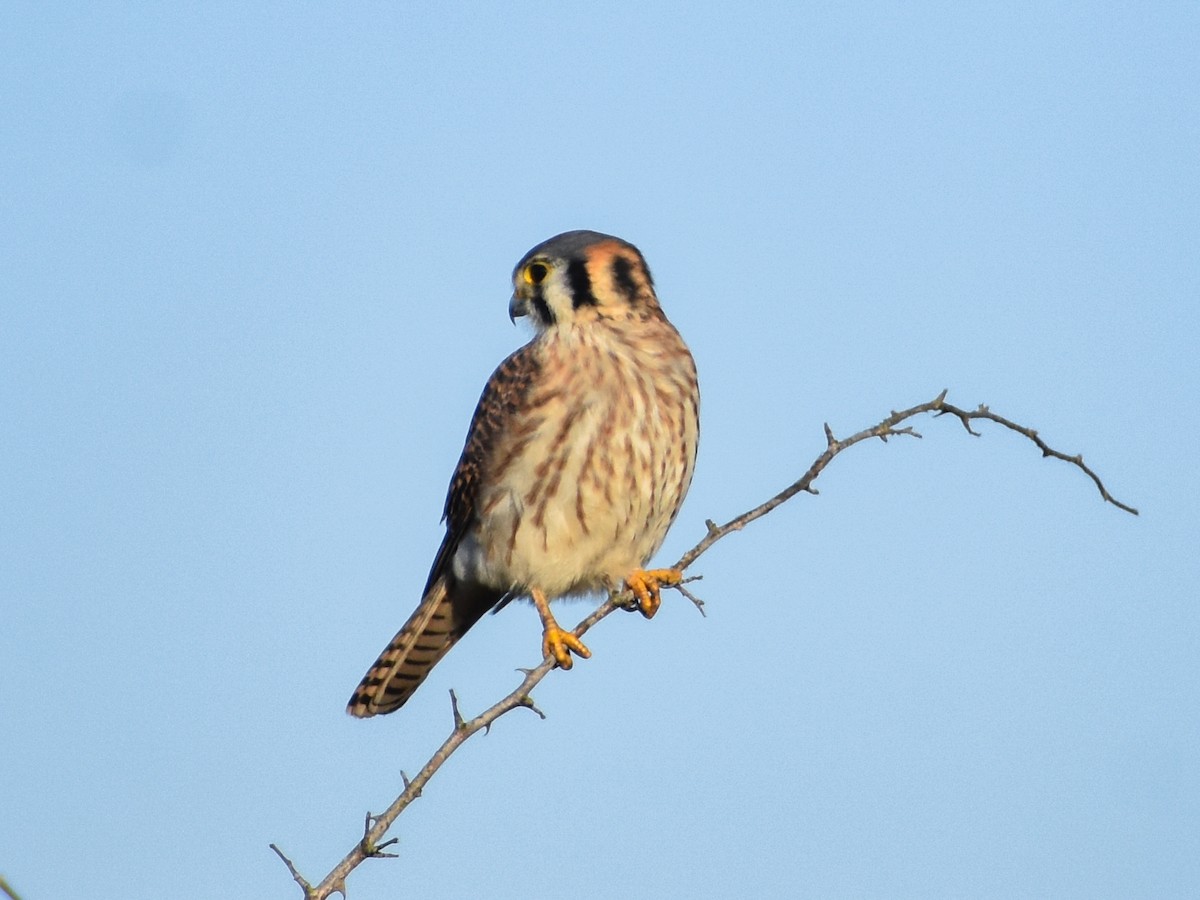 American Kestrel - ML612962194