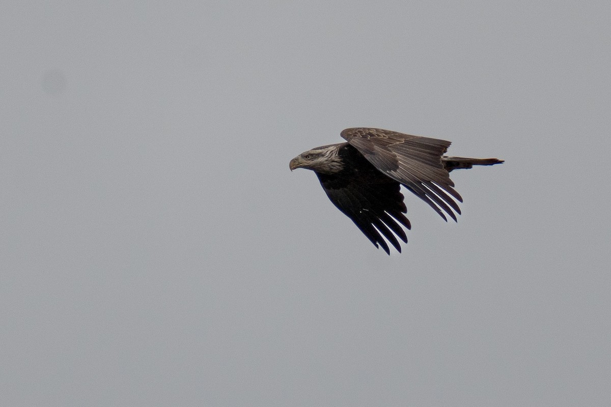 Bald Eagle - ML612962233