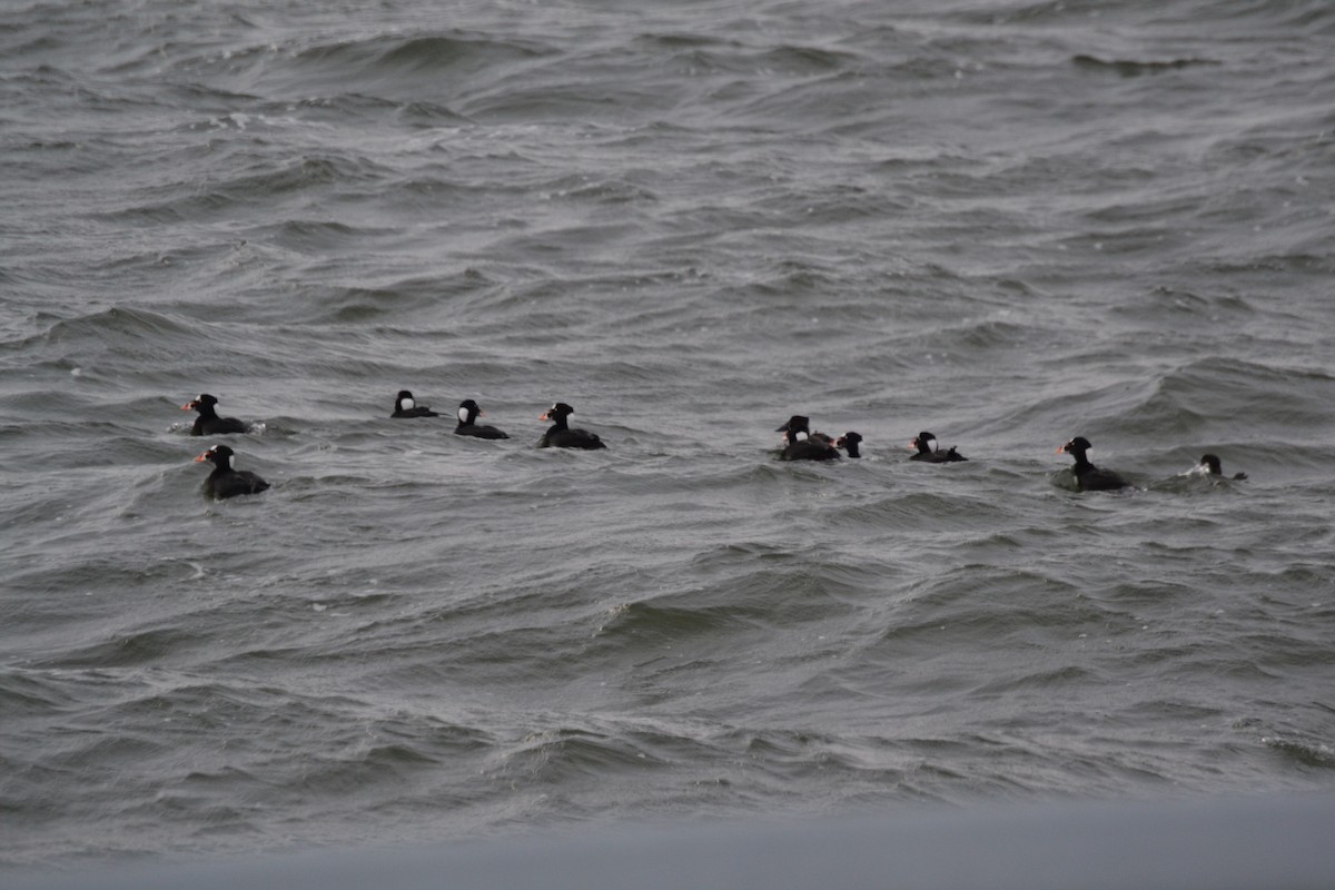 Surf Scoter - ML612962274