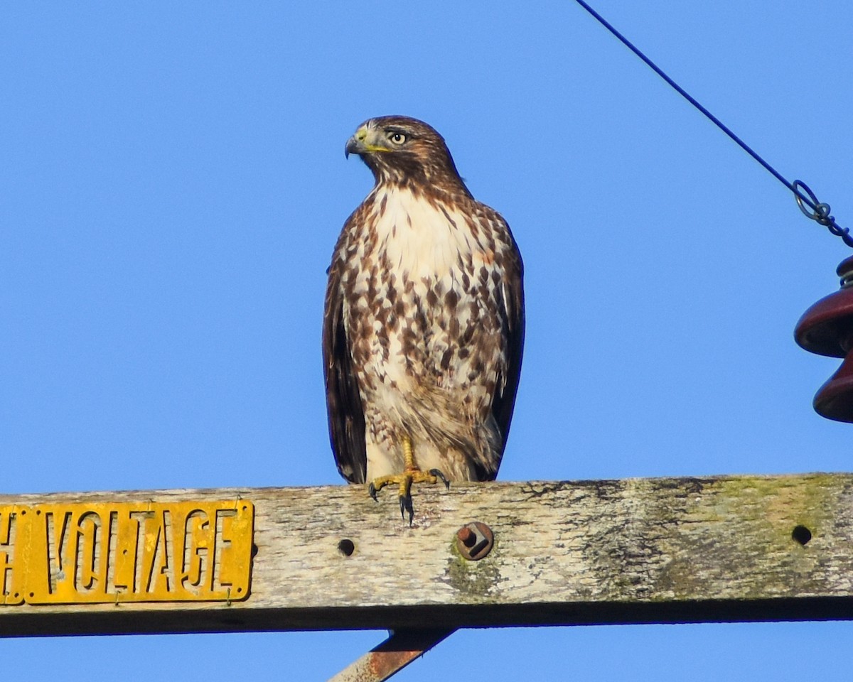 Red-tailed Hawk - Kate E Magoon