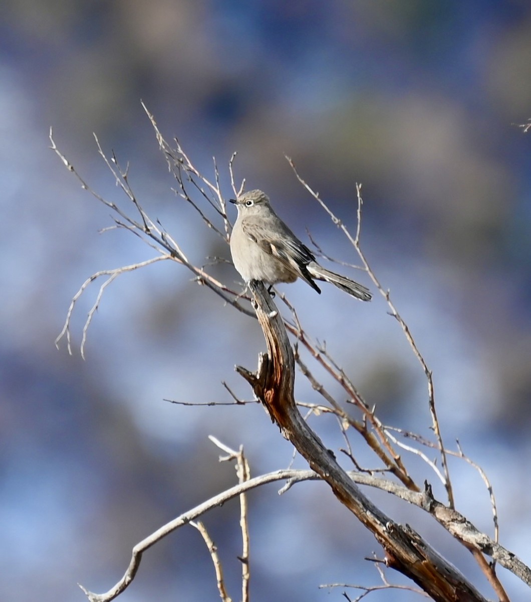 Townsend's Solitaire - ML612962341