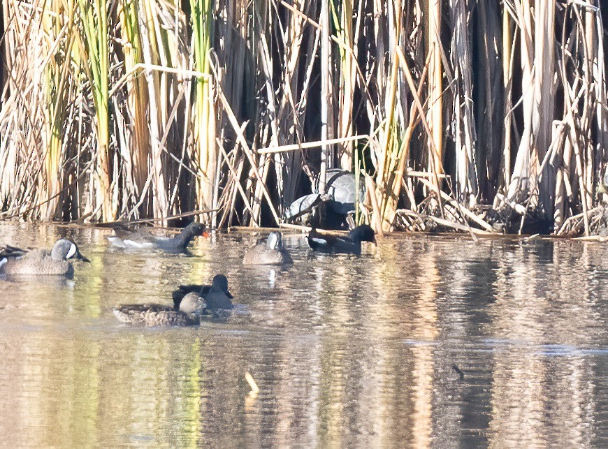 Common Gallinule - ML612962399