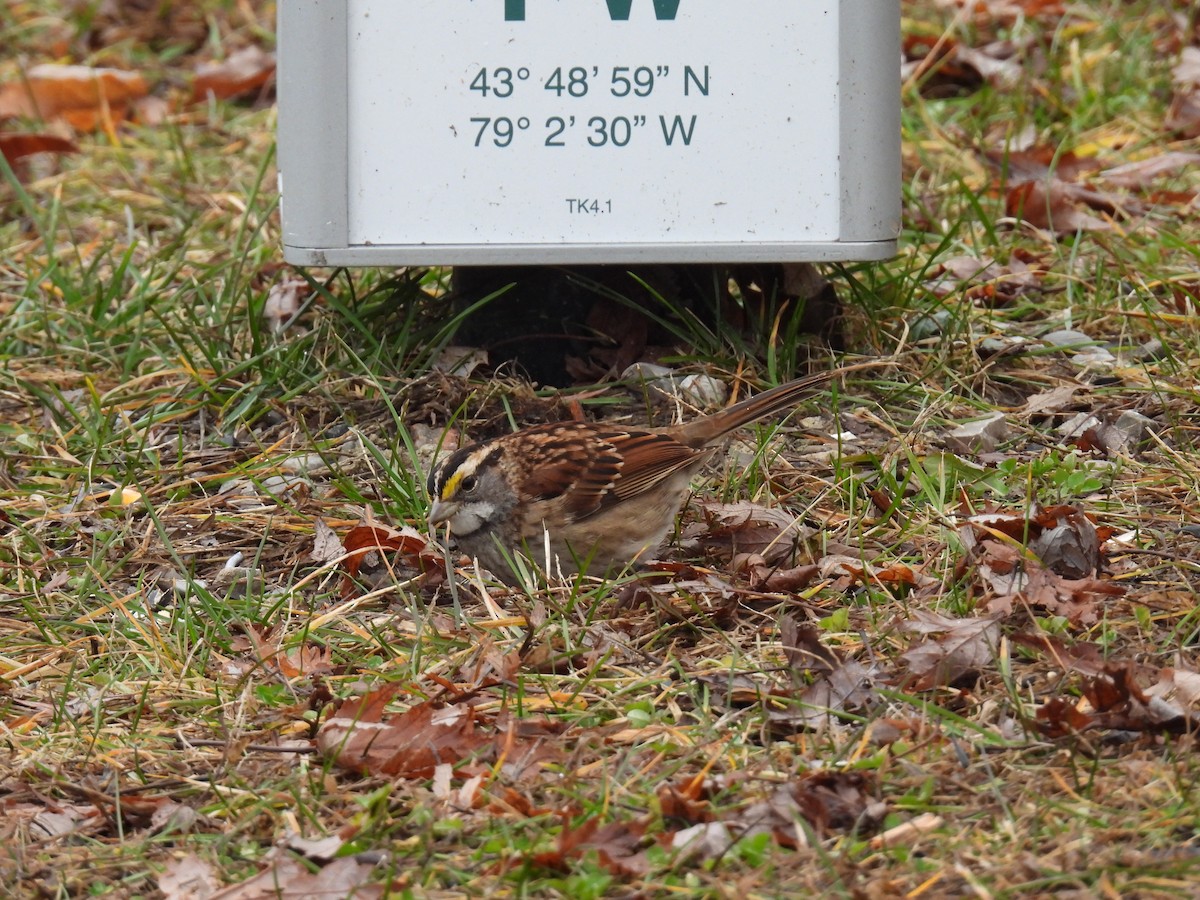 White-throated Sparrow - ML612962422