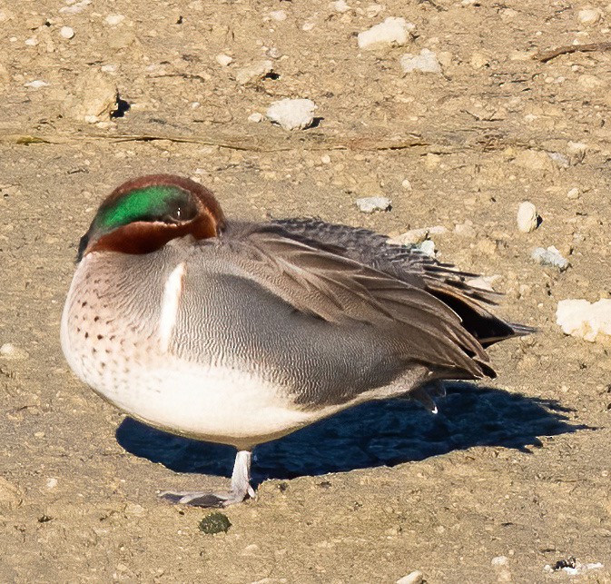 Green-winged Teal - ML612962432